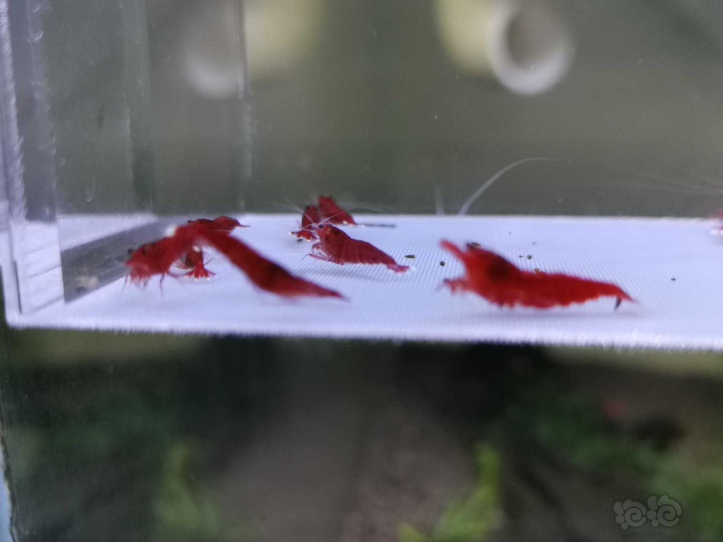 【虾】2019-10-1#RMB拍卖全红红钻水晶虾10只-图3