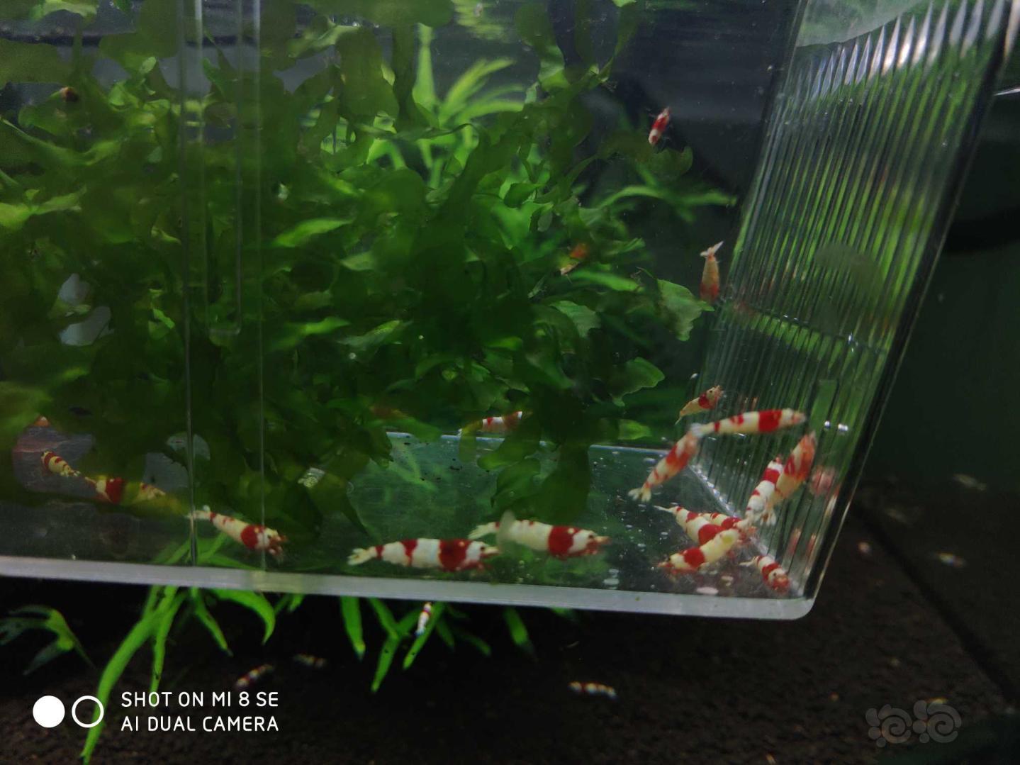 【虾】2019-10-07#RMB拍卖系统红白提缸挑出的淘汰虾33只。(1.0-1.4cm左右大小，-图7