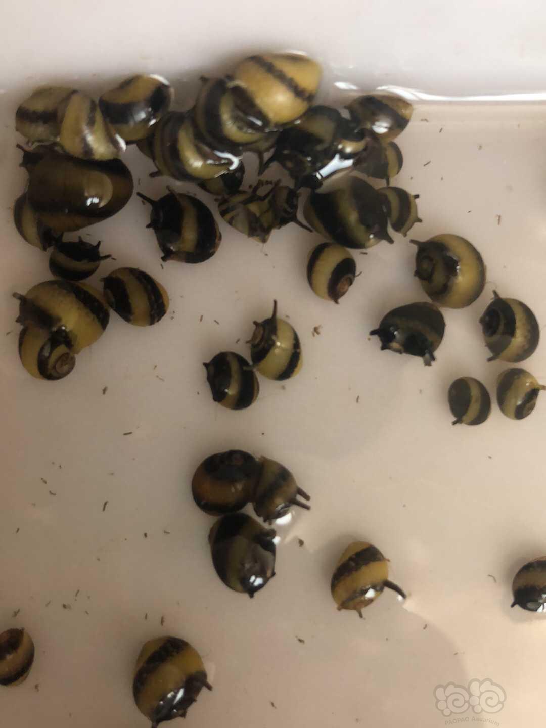 喜迎国庆,苹果螺200只42元特惠价出售