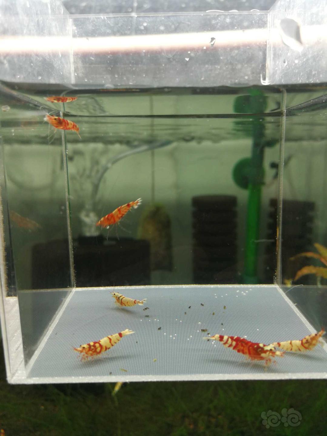 【虾】2019-10-05#RMB拍卖红花虎6只-图4