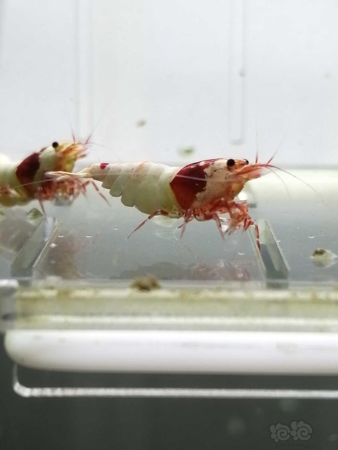 2019-10-16#rmb拍卖#红白白躯水晶虾繁殖组一份5只