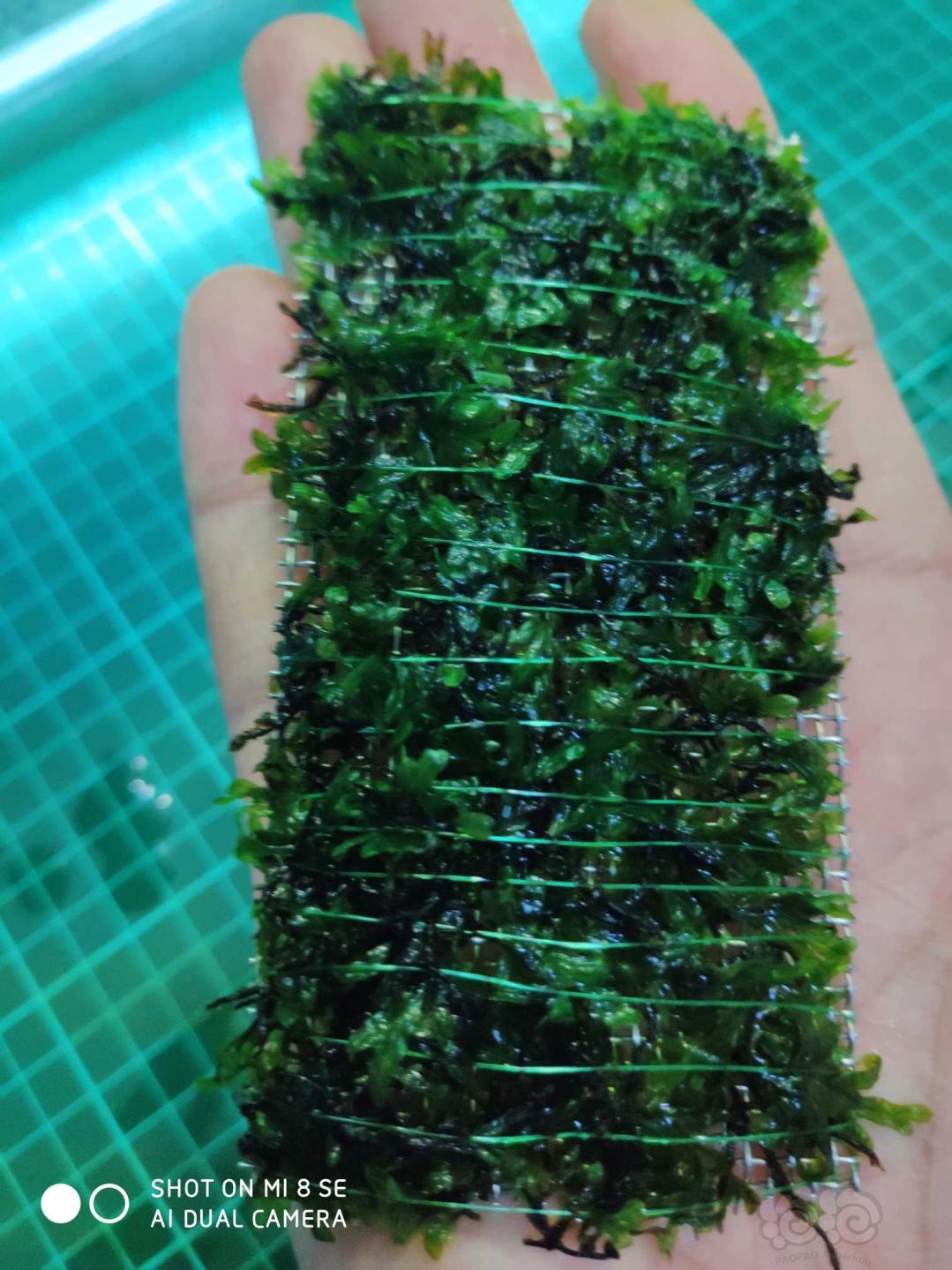 【水草】2019-10-06#RMB拍卖厚板翅脉蕨一片。-图1