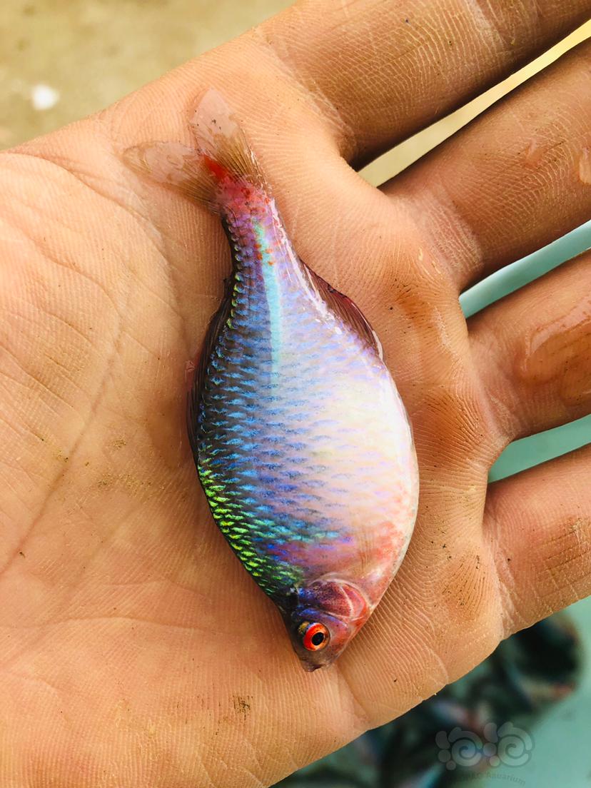 热带鱼原生鱼高体鳑鲏