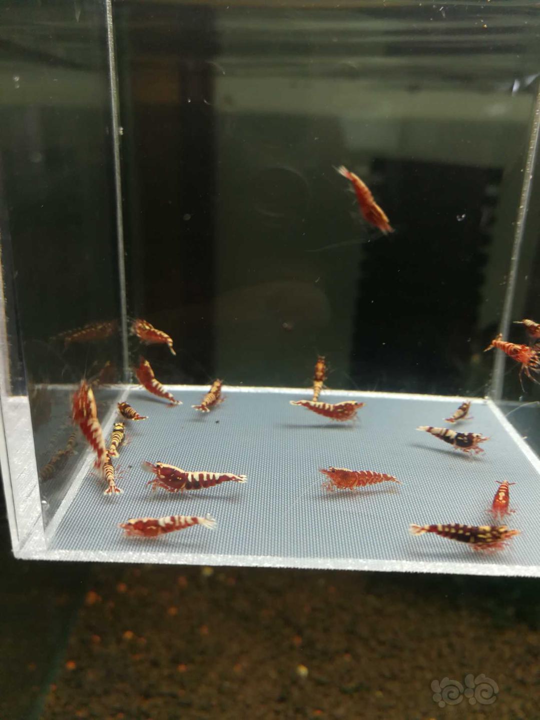 【虾】2019-10-12#RMB拍卖红银河鱼骨幼虾20只-图1