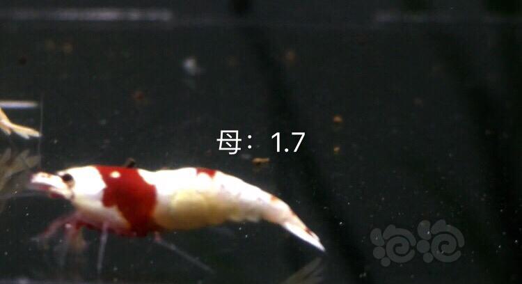【虾】2019-10-07#RMB拍卖红白8只-图2