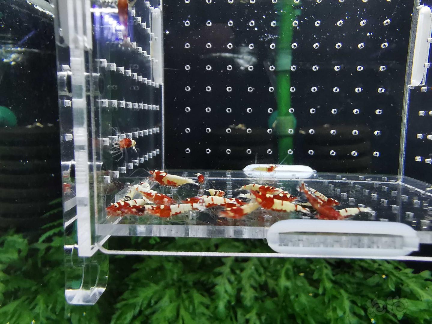 【虾】2019-10-06#RMB拍卖红姘头小虾30只-图2