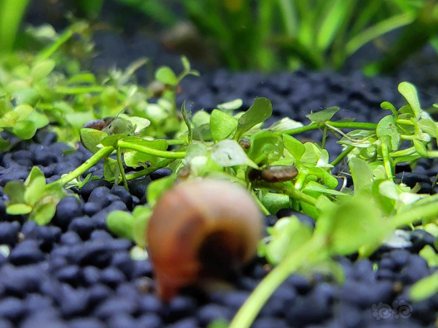 这些平螺杂螺一直趴在我趴地上不会是在吃我趴地吧?