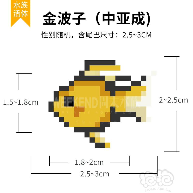 【热带鱼】【金波子4条，20元含运，广东省及周边可以发】-图8
