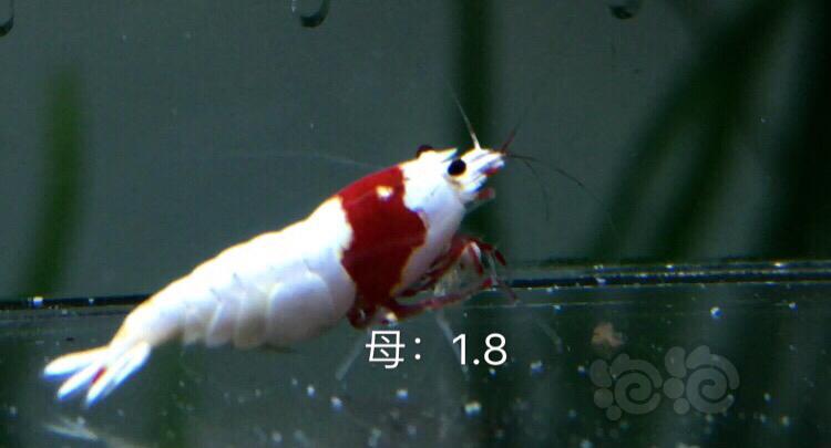 【虾】2019-10-18#RMB拍卖红白水晶虾二只-图2