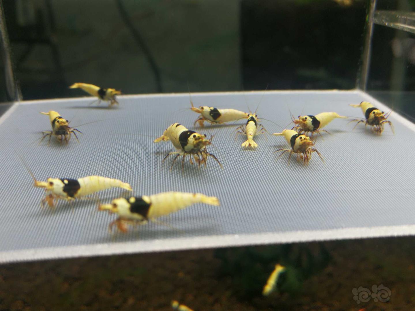 【虾】2019-10-07#RMB拍卖黑白水晶虾10只-图3