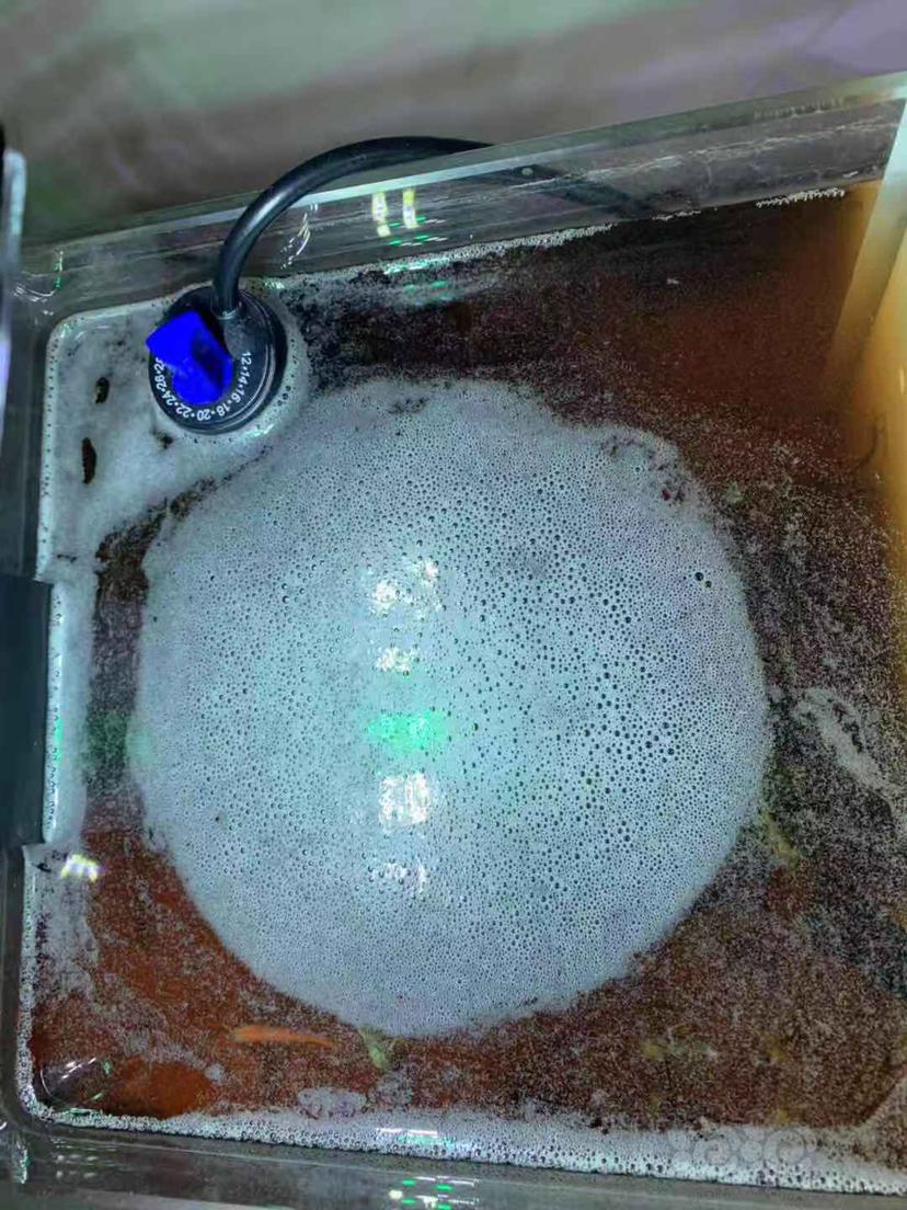 水面上老是漂白沫子这是怎么回事啊