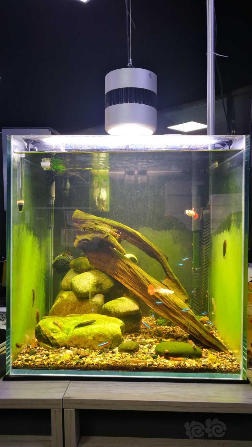 我的小小虾虎缸