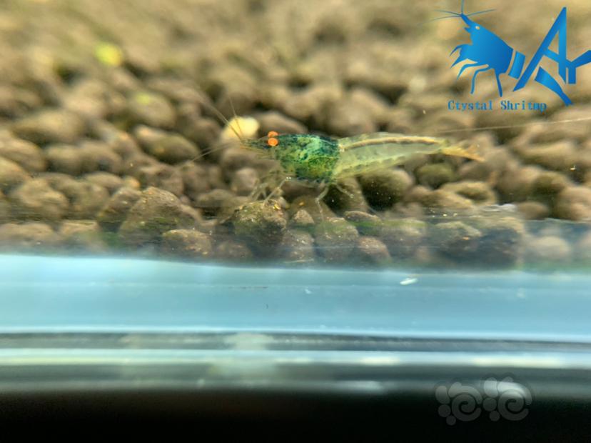 金眼绿金刚水晶虾-图1