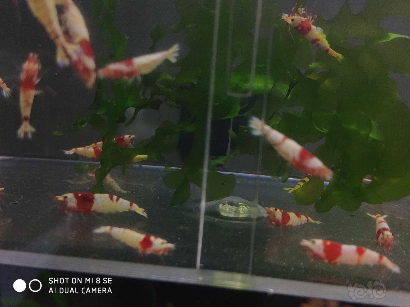 【虾】2019-10-21#RMB拍卖纯血红白提纯缸里挑出的淘汰虾40只(0.8-1.5Cm左右)-图3