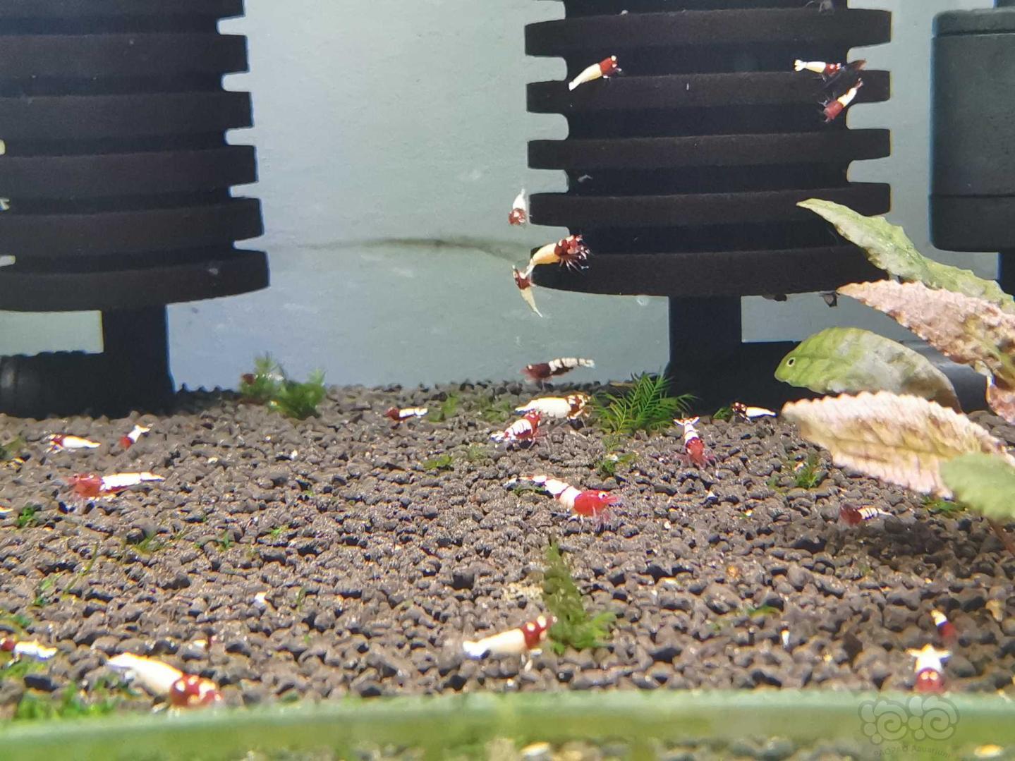 【水晶虾】出红P和红白水晶虾-图2