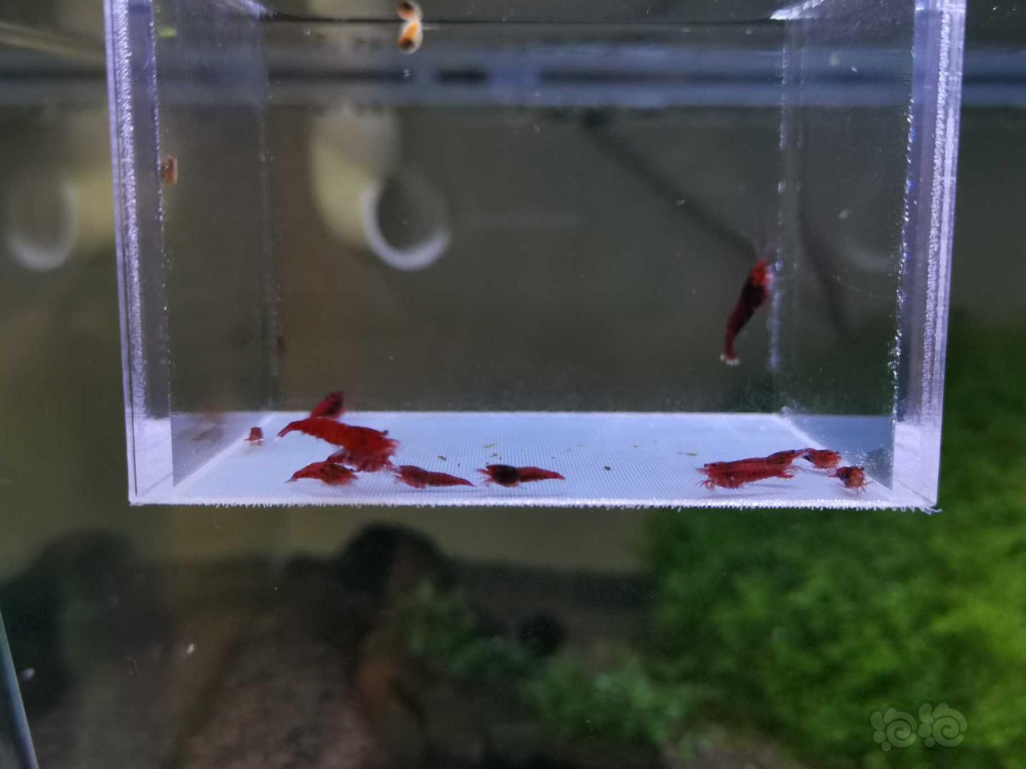 【虾】2019-10-19#RMB拍卖全红红钻水晶虾10只+2公-图3