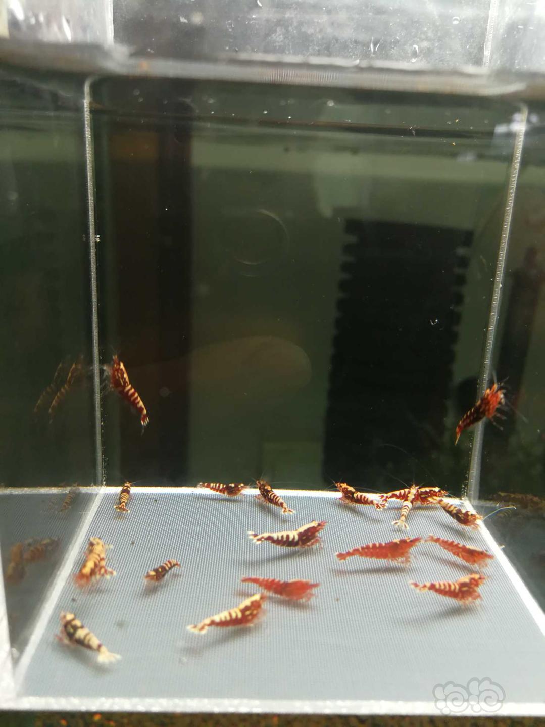 【虾】2019-10-12#RMB拍卖红银河鱼骨幼虾20只-图3