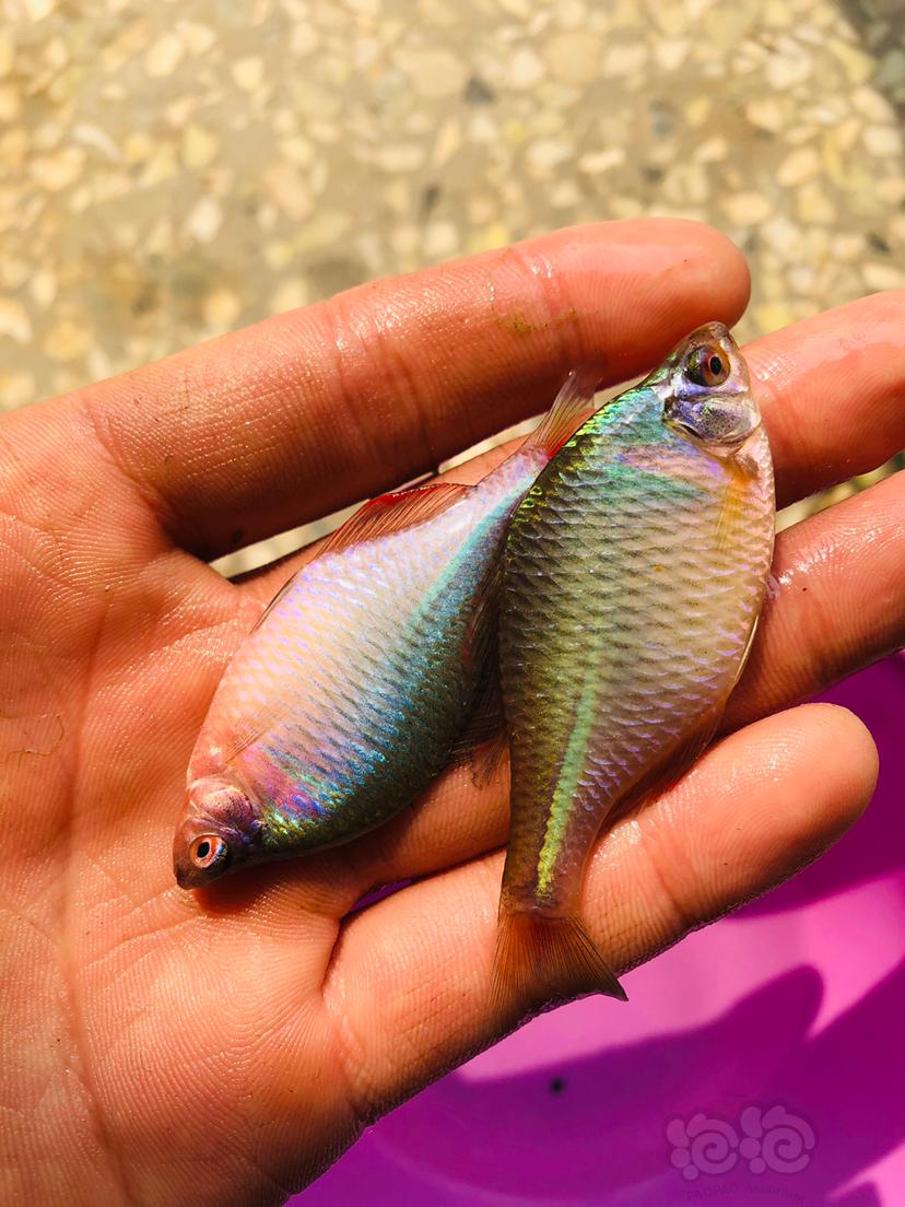 热带鱼原生鱼高体鳑鲏