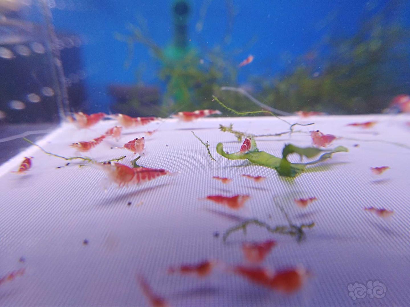 【虾】2019-10-08#RMB拍卖#德系超级红索型一份40只-图2