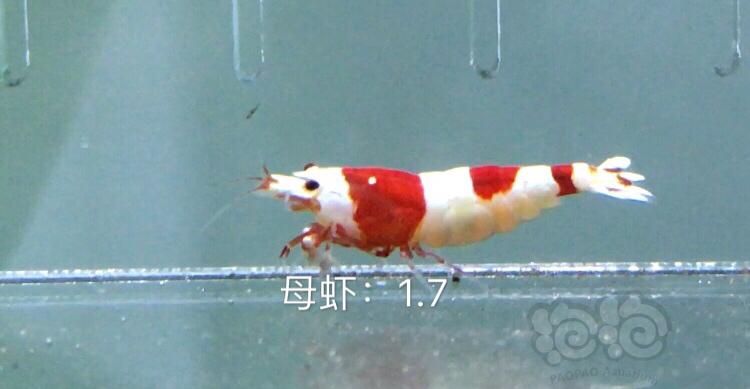 【虾】2019-10-21#RMB拍卖红白水晶虾十一只-图1