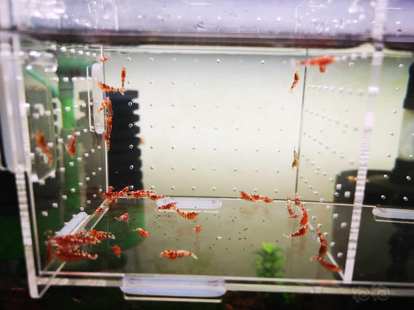 【虾】2019-10-12#RMB拍卖红虎晶50只-图5