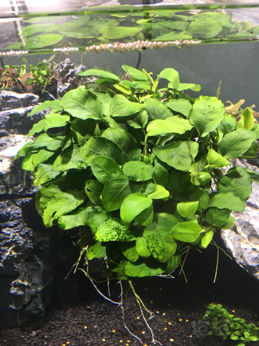 威利斯椒草水榕包邮