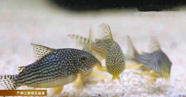 【鼠鱼】珍珠鼠鱼繁殖（二）-图3