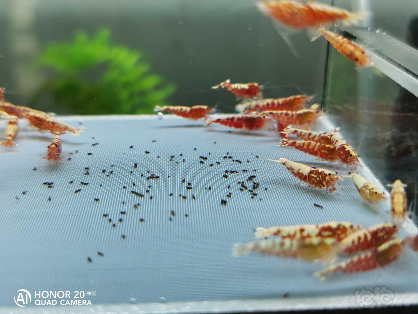 【虾】2019-10-23#RMB拍卖红银河淘汰公虾一份50只-图3
