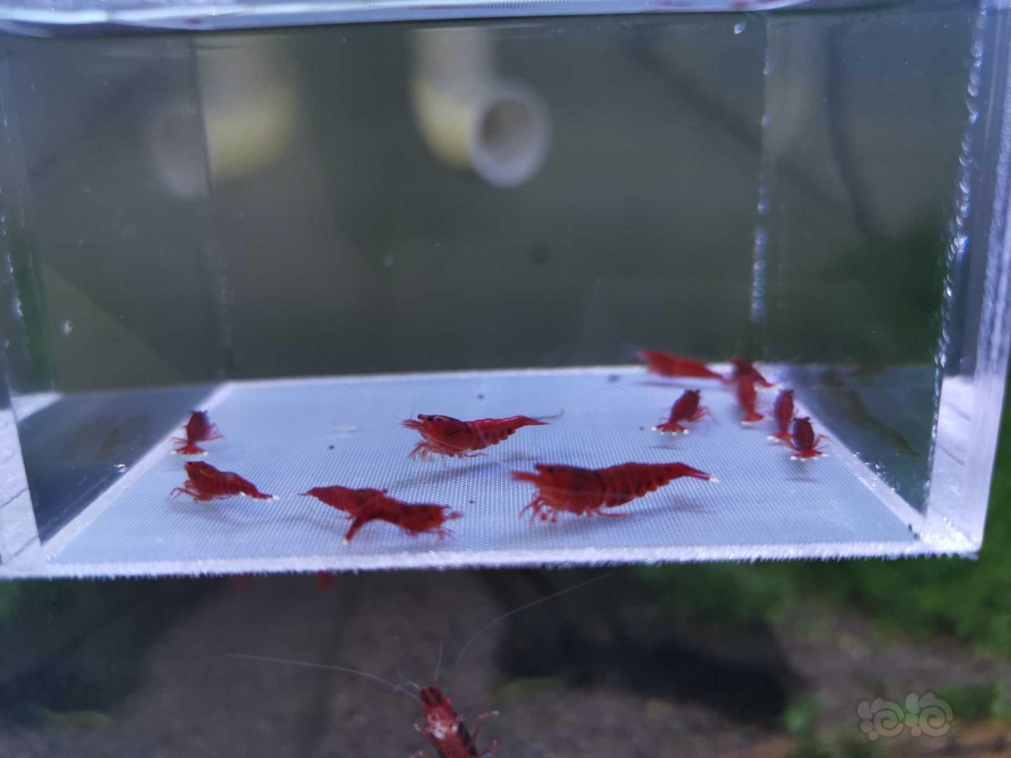 【虾】2019-10-5#RMB拍卖全红红钻水晶虾10只+2公-图3
