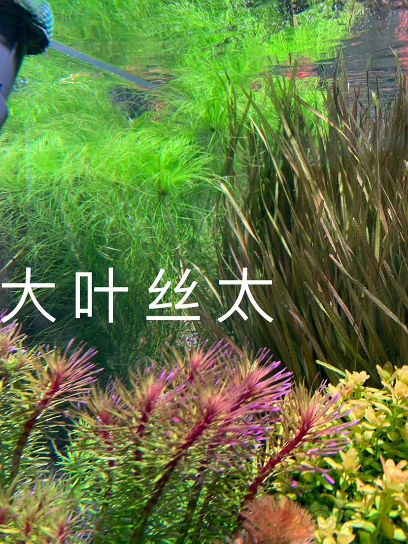 红太百叶太阳普太大叶丝太罗贝利红渍藻