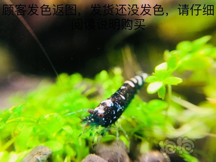 国庆斑点虾活动-图8