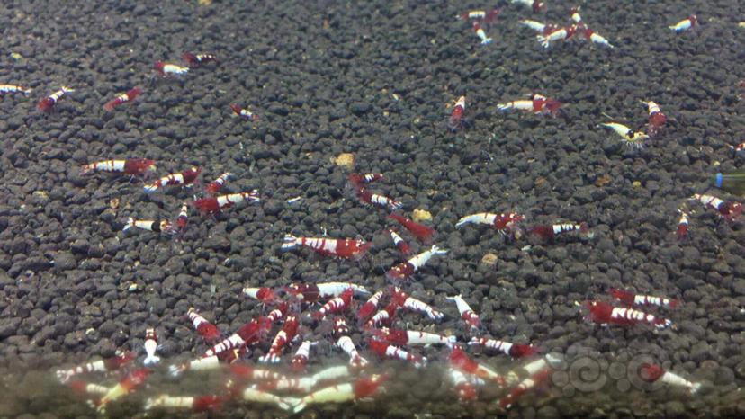 红姘头水晶虾-图2