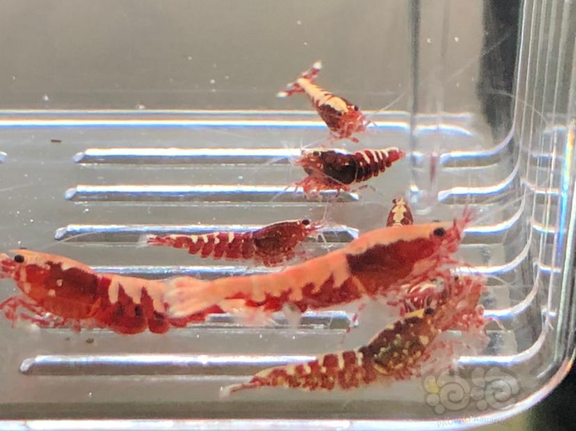 【虾】2019-10-21#RMB拍卖红银河水晶虾十二只-图1