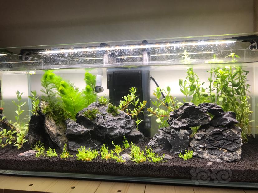 水草缸需要加热吗 泡泡水族