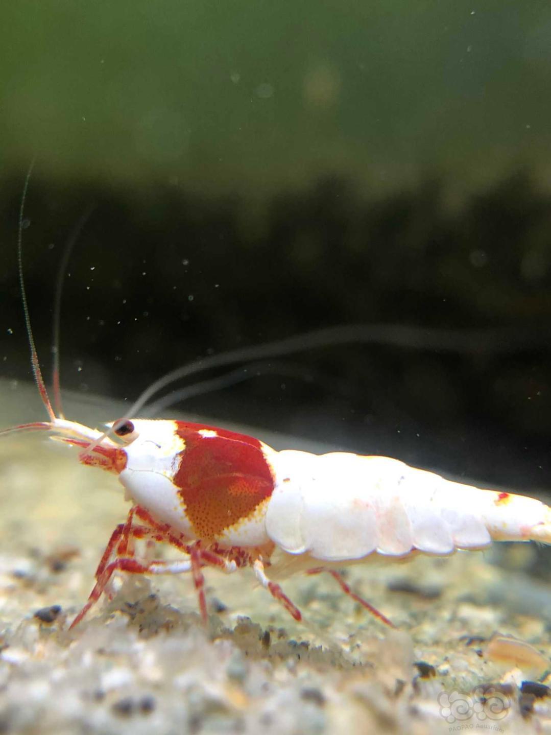 这只虾的须子怎么那么长啊