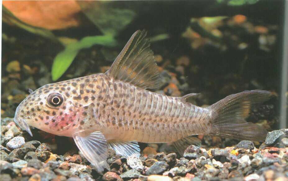 鼠鱼艾柏金线鼠鱼