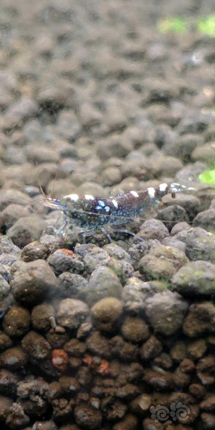 除藻观赏斑点虾