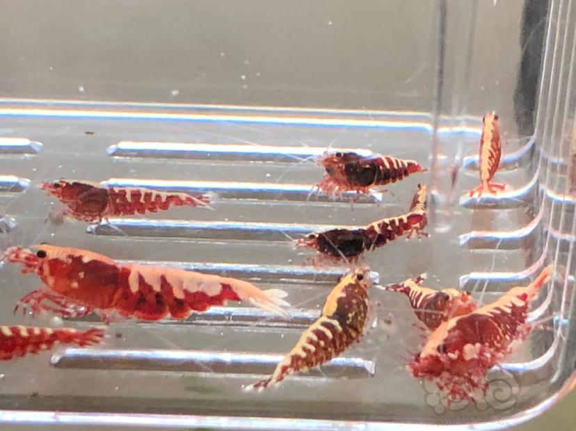 【虾】2019-10-21#RMB拍卖红银河水晶虾十二只-图3