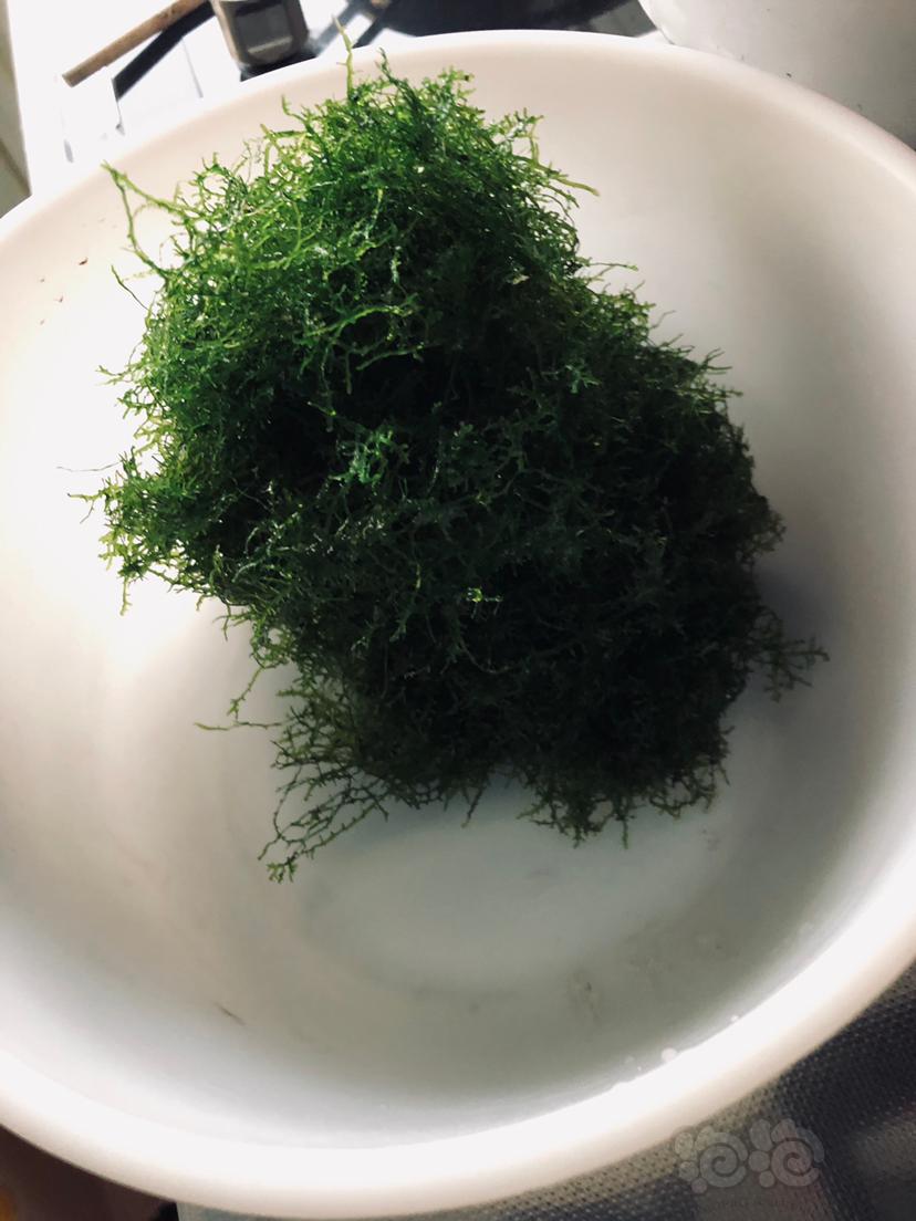 【用品】2019-10-30#RMB拍卖珊瑚Moss一份-图3