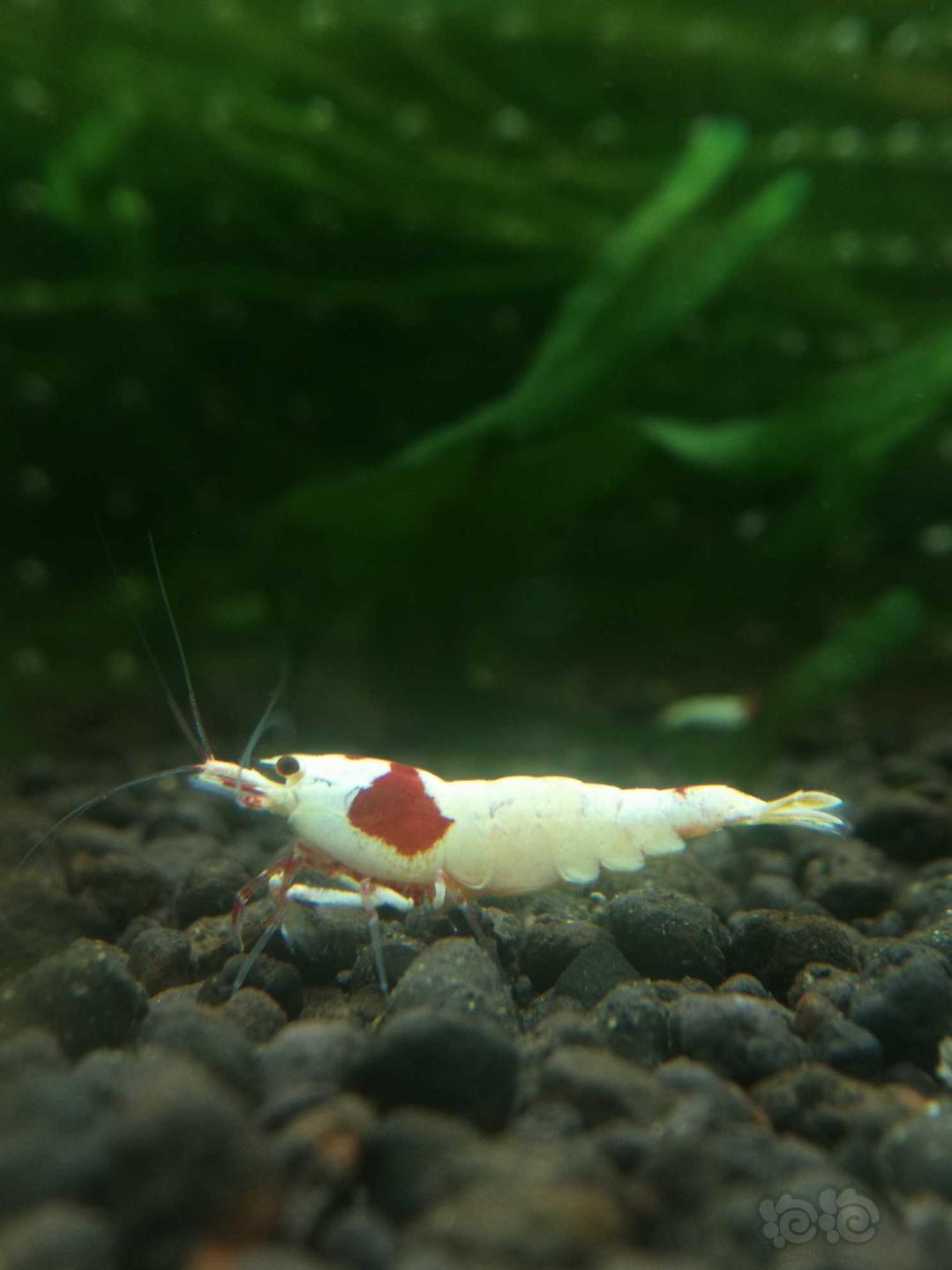 【虾】2019-10-06#RMB拍卖红白水晶虾繁殖组2公2母共4只-图3