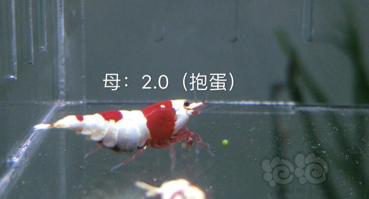 【虾】2019-10-06#RMB拍卖红白水晶虾5只-图4