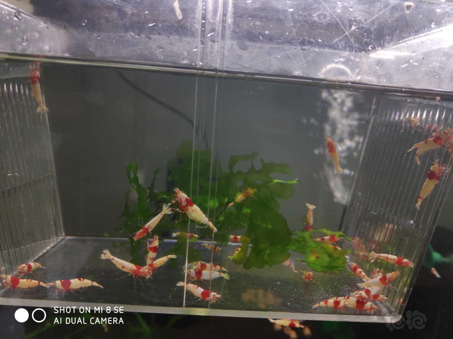 【虾】2019-10-21#RMB拍卖纯血红白提纯缸里挑出的淘汰虾40只(0.8-1.5Cm左右)-图9