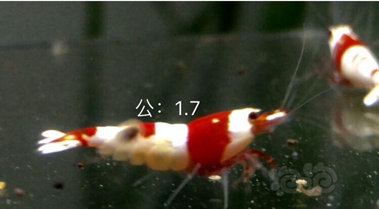 【虾】2019-10-06#RMB拍卖红白水晶虾5只-图1