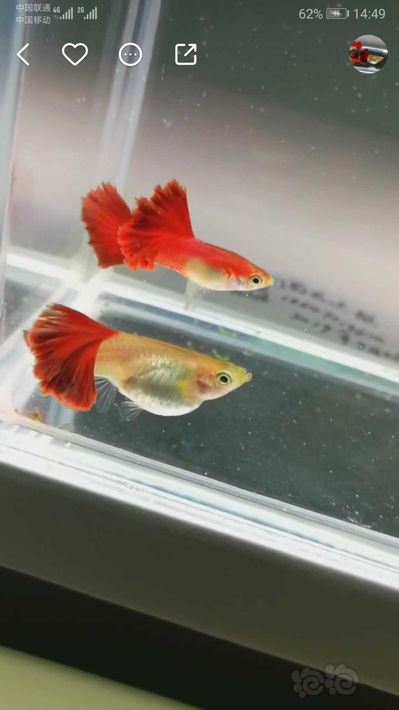 其它菊花帆玻璃火炬