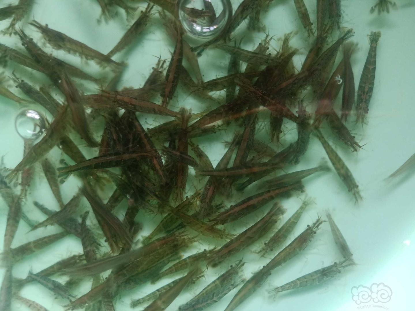 出定水野生黑壳虾，莫丝-图5