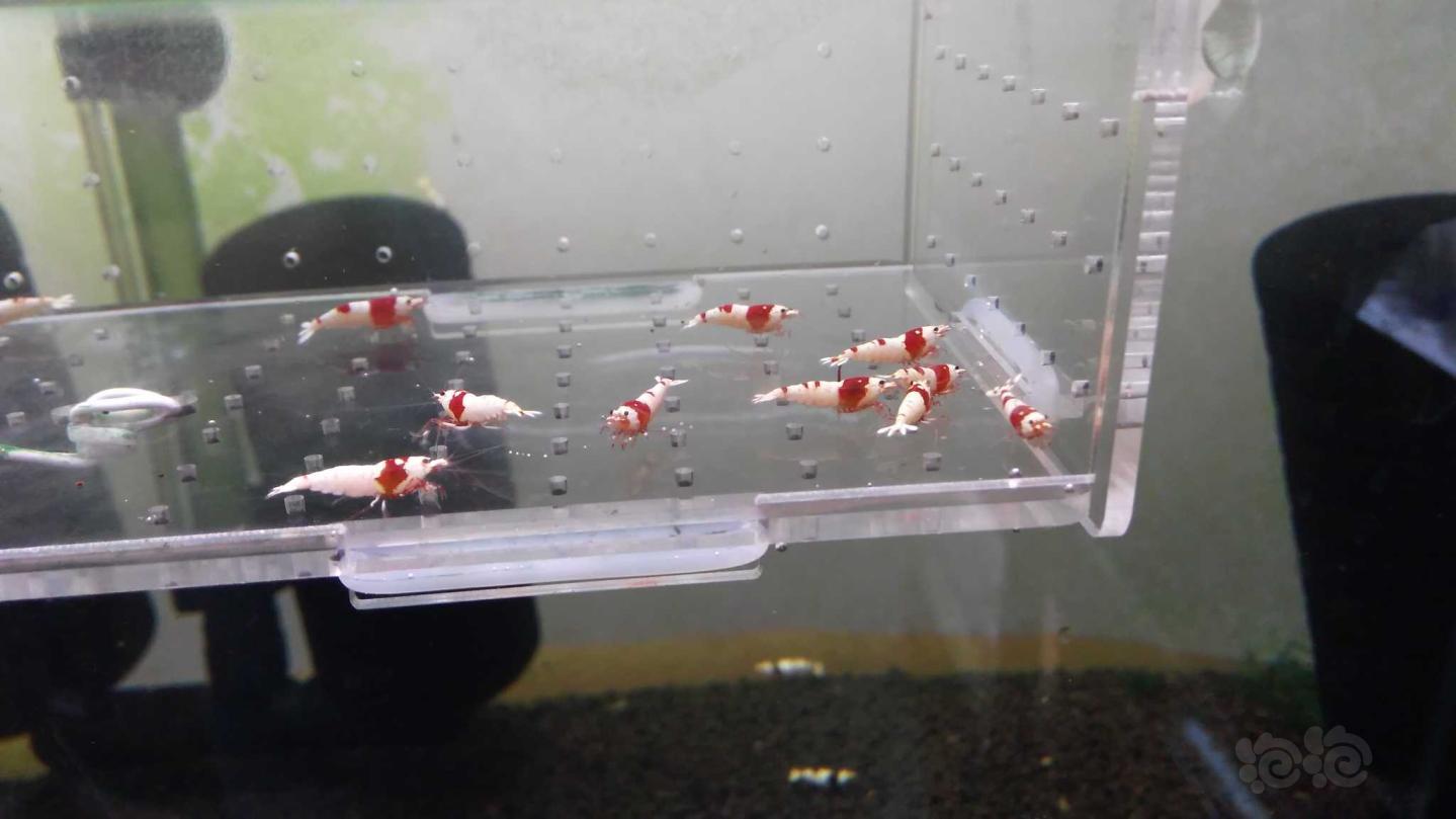 出些红白亚成母虾和珊瑚莫斯-图1