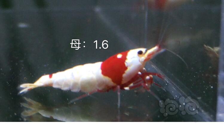 【虾】2019-10-06#RMB拍卖红白水晶虾5只-图2