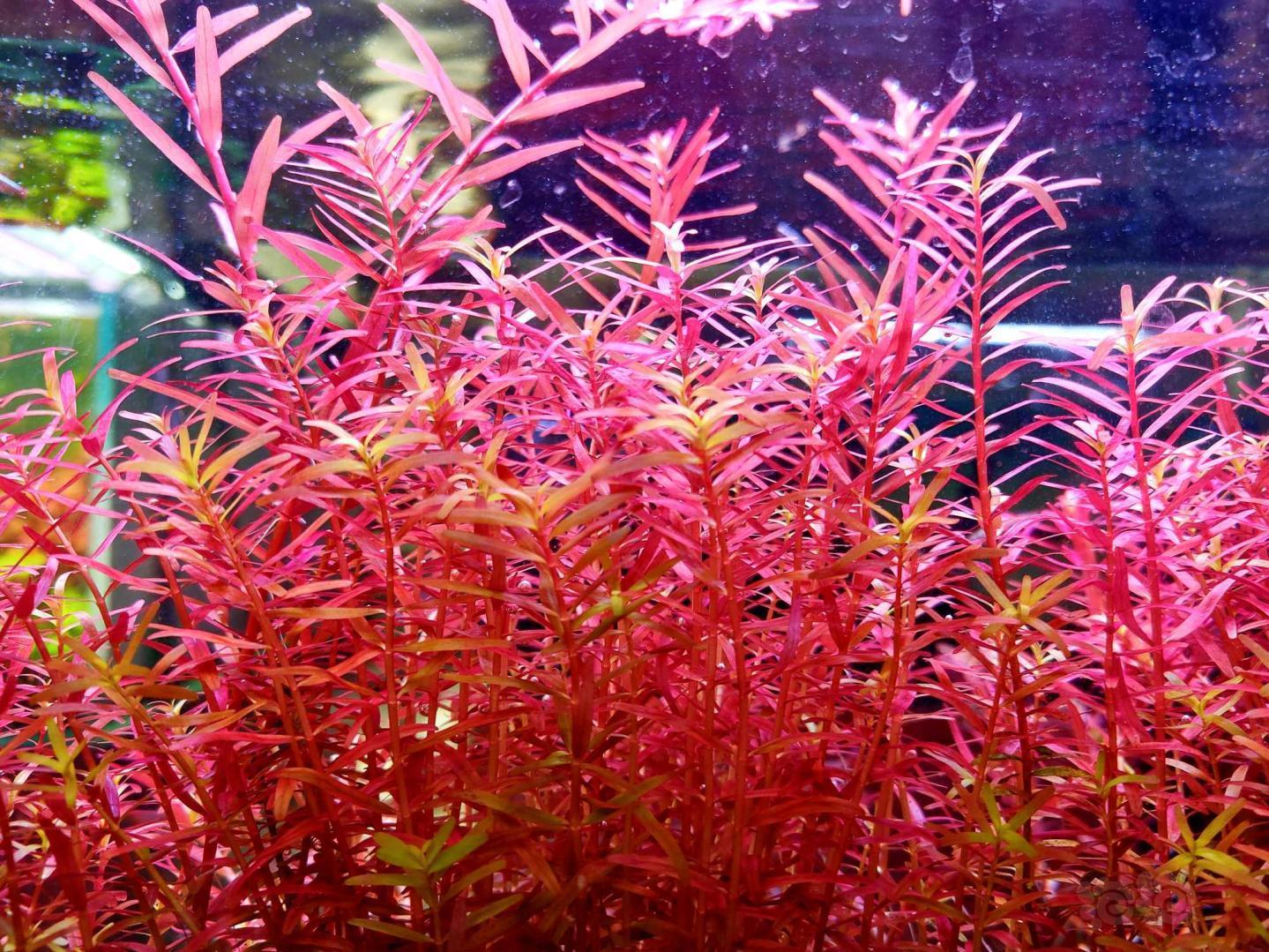 【水草】丹麦血宫廷(正宗)