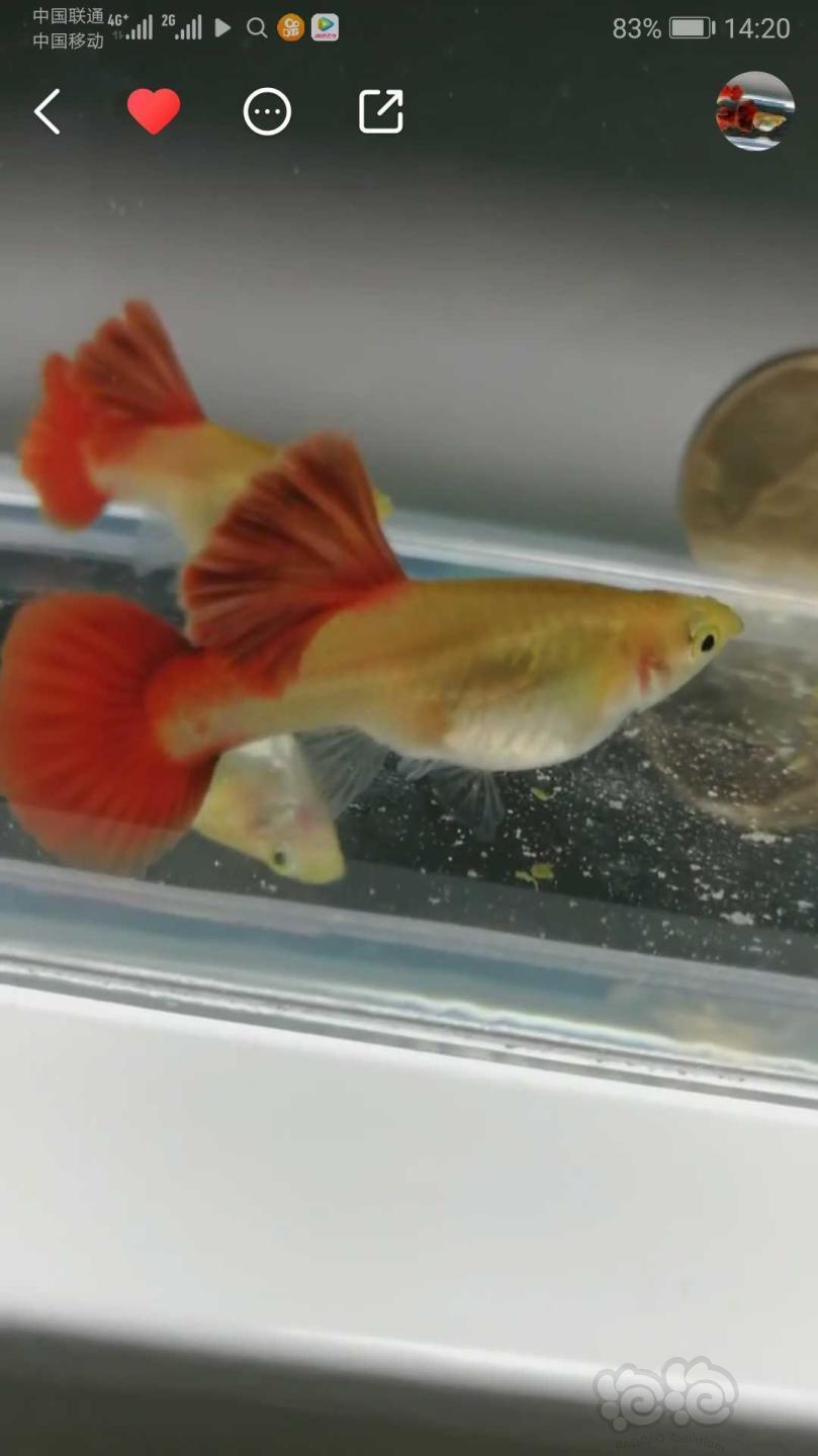 菊花帆玻璃火炬