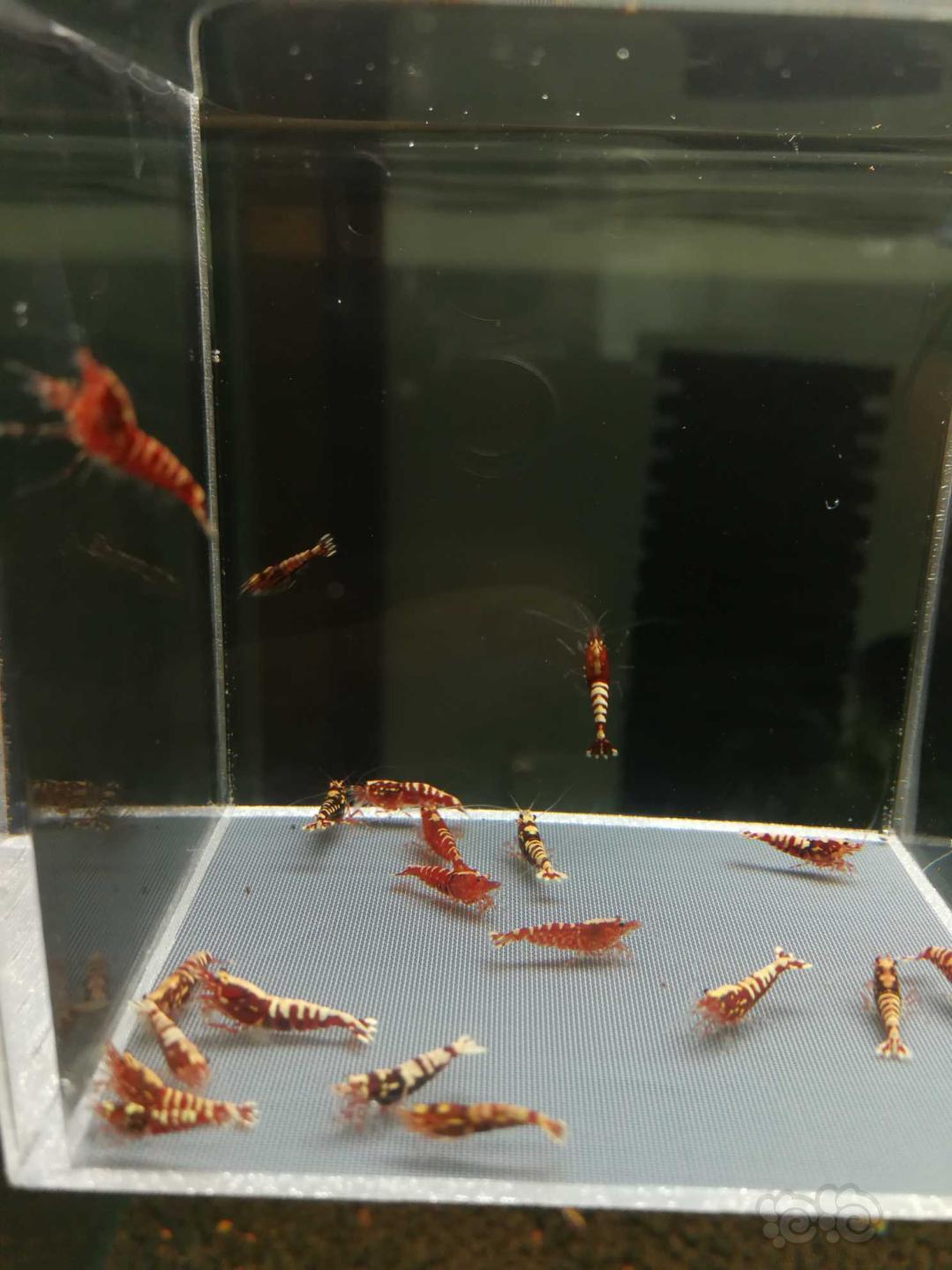 【虾】2019-10-12#RMB拍卖红银河鱼骨幼虾20只-图5